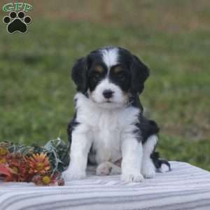 Harvey, Cavapoo Puppy